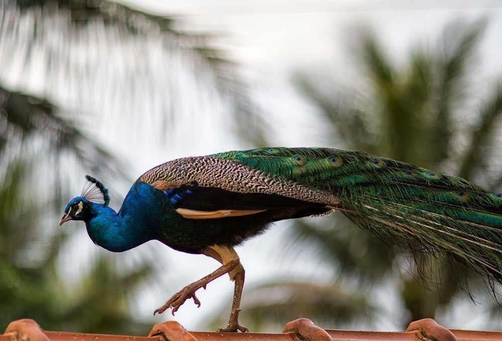 Camping Clube E Pousada Novilha De Ouro Caldas Novas Dış mekan fotoğraf